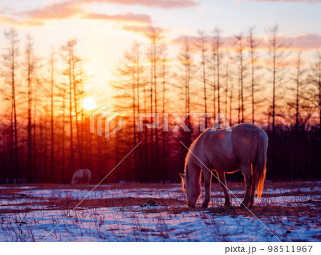 朝焼けと道産子 98511967