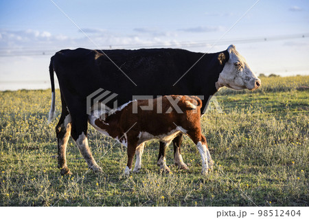 Cattle and calf calf sucking, Argentine countryside,La Pampa Province, Argentina. Cattle and calf calf sucking, Argentine countryside,La Pampa Province, Argentina. 98512404