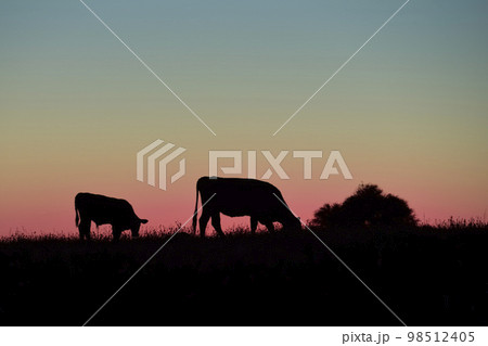 Cows silhouettes grazing, La Pampa, Patagonia, Argentina. Cows silhouettes grazing, La Pampa, Patagonia, Argentina. 98512405