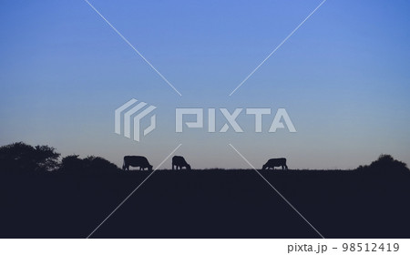 Cows silhouettes grazing, La Pampa, Patagonia, Argentina. Cows silhouettes grazing, La Pampa, Patagonia, Argentina. 98512419