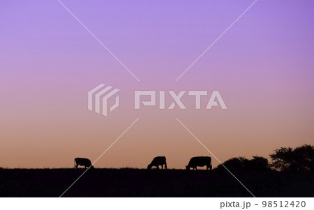 Cows silhouettes grazing, La Pampa, Patagonia, Argentina. Cows silhouettes grazing, La Pampa, Patagonia, Argentina. 98512420