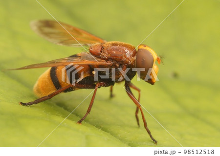 Closeup on a large hornet mimic hoverfly Volucella zonaria, sitting on a green leaf in the garden 98512518