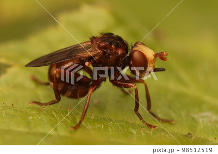 Closeup on a brown thick Furruginous Bee-grabber Fly, Sicus ferrugineus, sitting on vegetation Closeup on a brown thick Furruginous Bee-grabber Fly, Sicus ferrugineus, sitting on vegetation 98512519