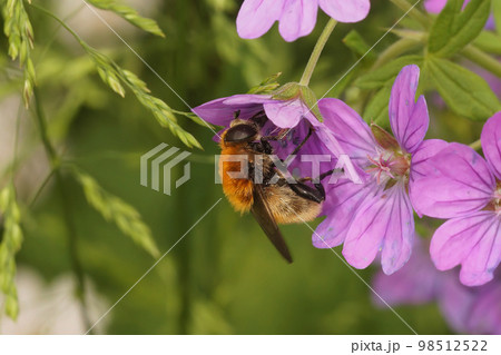 Colorful closeup on the orange haired narcissus bulb hoverfly Merodon equestris, drinking nectar from a pink Geranium pyrenaicum Colorful closeup on the orange haired narcissus bulb hoverfly Merodon equestris, drinking nectar from a pink Geranium pyrenaicum 98512522