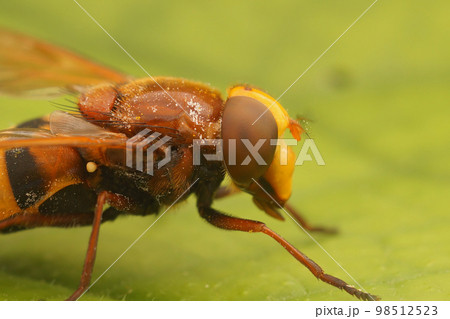 Closeup on a large hornet mimic hoverfly Volucella zonaria, sitting on a green leaf in the garden Closeup on a large hornet mimic hoverfly Volucella zonaria, sitting on a green leaf in the garden 98512523