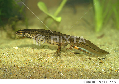 Closeup on an aquatic crested male European common smooth newt, Lissotriton vulgaris underwater Closeup on an aquatic crested male European common smooth newt, Lissotriton vulgaris underwater 98512545