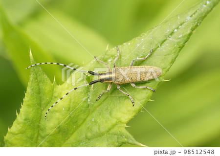 Closeup on the Golden-bloomed grey longhorn beetle, Agapanthia villosoviridescens sitting on a green leaf 98512548