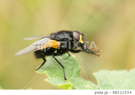 Closeup on a black and orange Noonday fly, Mesembrina meridiana sitting on a green leaf 98512554