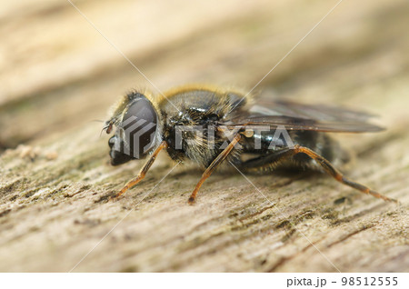 Closeup on the small Houseleek blacklet hoverfly, Cheilosia caerulescens sitting on wood Closeup on the small Houseleek blacklet hoverfly, Cheilosia caerulescens sitting on wood 98512555