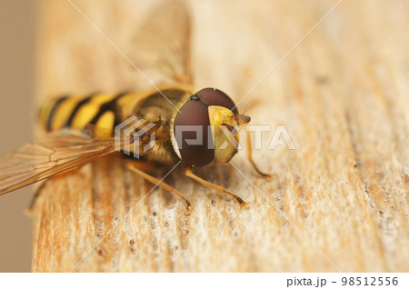 Detailed facial closeup of the Migrant hoverfly, Eupeodes corollae sittting on wood Detailed facial closeup of the Migrant hoverfly, Eupeodes corollae sittting on wood 98512556