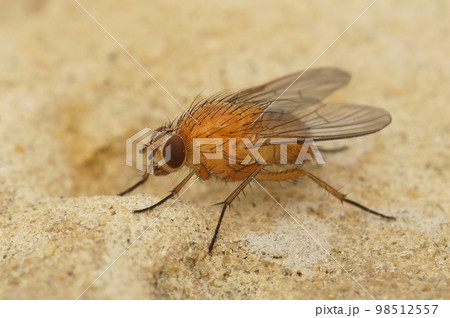 Closeup on a hairy, orange muscid fluPhaonia pallida sitting on stone 98512557