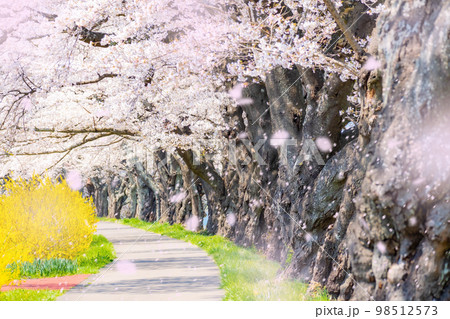 【桜吹雪イメージ】東北の桜の名所・一目千本桜の桜吹雪【宮城県】 【桜吹雪イメージ】東北の桜の名所・一目千本桜の桜吹雪【宮城県】 98512573