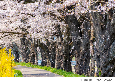 【桜吹雪イメージ】東北の桜の名所・一目千本桜の桜吹雪【宮城県】 98512582