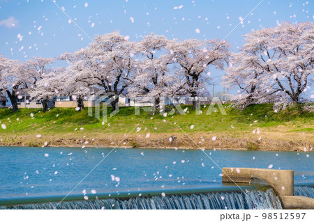 【桜吹雪イメージ】東北の桜の名所・一目千本桜の桜吹雪【宮城県】 98512597