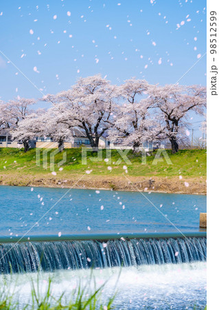 【桜吹雪イメージ】東北の桜の名所・一目千本桜の桜吹雪【宮城県】 98512599