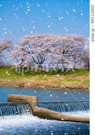 【桜吹雪イメージ】東北の桜の名所・一目千本桜の桜吹雪【宮城県】 98512602