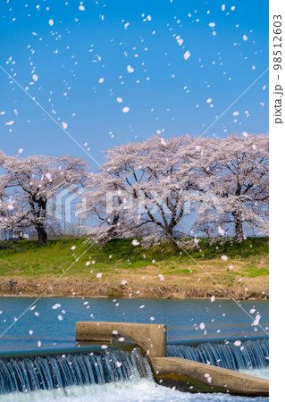 【桜吹雪イメージ】東北の桜の名所・一目千本桜の桜吹雪【宮城県】 98512603