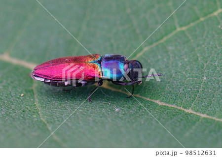 Closeup on a colorful European Mediterranean jewel beetle Anthaxia ignipennis sitting on a green leaf 98512631