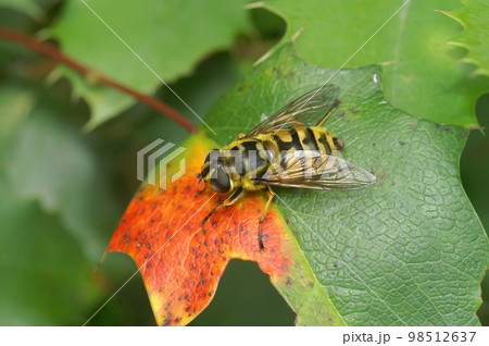 A macro shot of the Batman hoverfly on the green plant, Myathropa florea 98512637