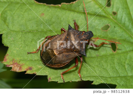 Closeup on the brown spiny or spiked shieldbug Picromerus bidens sitting on a green leaf 98512638