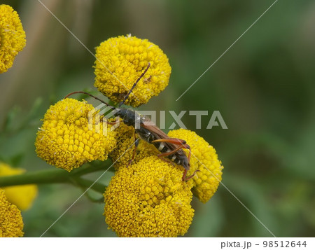Closeup on a stenopterus rufus longhorn beetle bug on yellow Tansy flower, Tanacetum vulgare Closeup on a stenopterus rufus longhorn beetle bug on yellow Tansy flower, Tanacetum vulgare 98512644