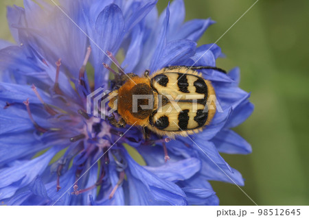 Close-up of a Smoothbarred Paintbrush Beetle, Trichius zonatus preched on a brigh blue cornflower, Centaurea cyanus Close-up of a Smoothbarred Paintbrush Beetle, Trichius zonatus preched on a brigh blue cornflower, Centaurea cyanus 98512645
