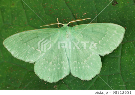 Closeup on the colorful soft green Large Emerald geometer moth, Geometra papilionaria with spread wings 98512651