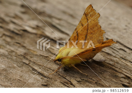 Closeup on the colorful Canary-shouldered Thorn geometer moth, Ennomos alniaria sitting on wood in the garden 98512659