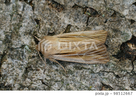 Detailed closeup on a fresh emerged shoulder-striped wainscot moth, Leucania comma on a piece of wood. Detailed closeup on a fresh emerged shoulder-striped wainscot moth, Leucania comma on a piece of wood. 98512667