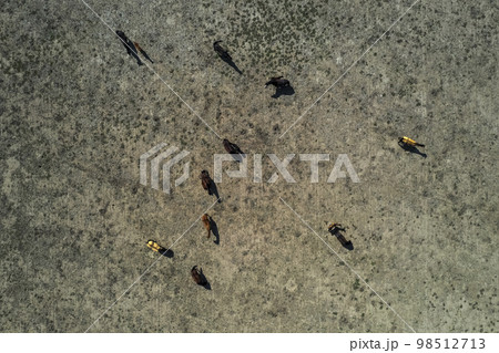 Troop of horses, on the plain, in La Pampa, Argentina 98512713