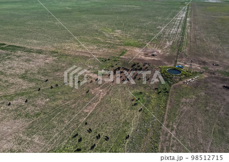 Cows silhouettes grazing, La Pampa, Patagonia, Argentina. Cows silhouettes grazing, La Pampa, Patagonia, Argentina. 98512715