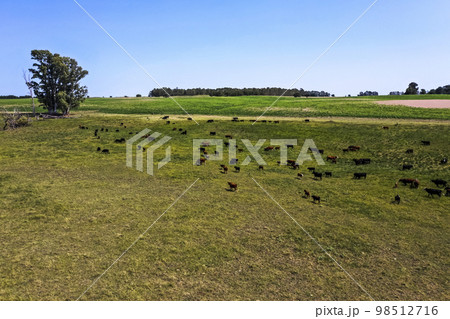 Cows silhouettes grazing, La Pampa, Patagonia, Argentina. Cows silhouettes grazing, La Pampa, Patagonia, Argentina. 98512716