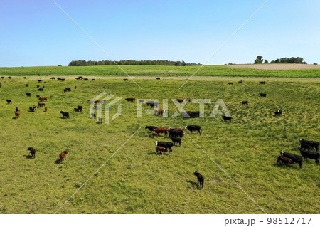 Cows silhouettes grazing, La Pampa, Patagonia, Argentina. Cows silhouettes grazing, La Pampa, Patagonia, Argentina. 98512717