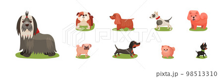 Different Dog Breed Standing on Green Grass Vector Set 98513310