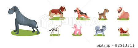 Different Dog Breed Standing on Green Grass Vector Set 98513311