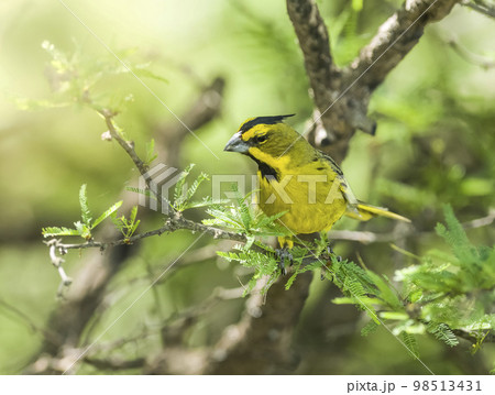 Yelow Cardinal, Gubernatrix cristata, Endangered species in La Pampa, Argentina 98513431