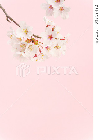 桜の花と桃色背景 桜の花と桃色背景 98513432