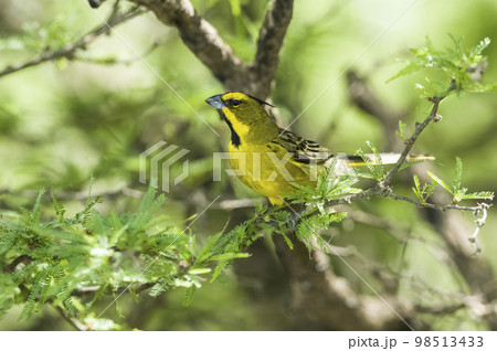 Yelow Cardinal, Gubernatrix cristata, Endangered species in La Pampa, Argentina 98513433