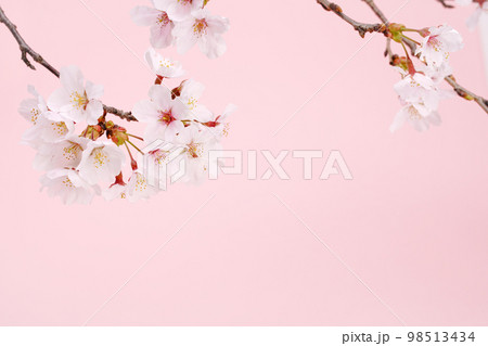 桜の花と桃色背景 98513434