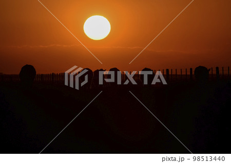 Cows silhouettes  grazing, La Pampa, Patagonia, Argentina. 98513440