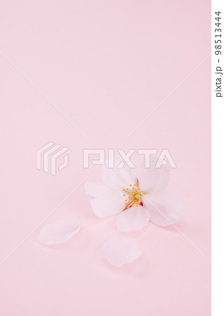 散った桜　桃色バック 98513444