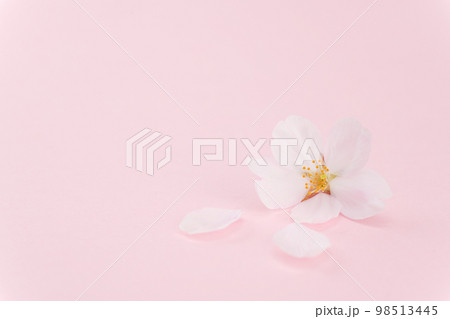 散った桜 桃色バック 散った桜 桃色バック 98513445