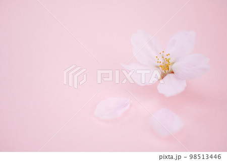 散った桜　桃色バック 98513446