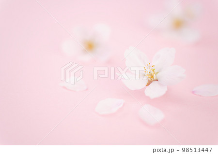 散った桜　桃色バック 98513447