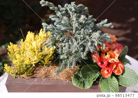 寒さに強い花の寄せ植え 寒さに強い花の寄せ植え 98513477
