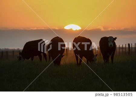 Cows silhouettes grazing, La Pampa, Patagonia, Argentina. Cows silhouettes grazing, La Pampa, Patagonia, Argentina. 98513505