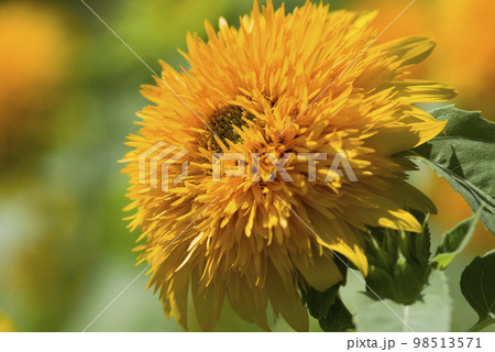 向日葵畑にヒマワリの花が咲いています。ひまわりの品種の名前はトウホクヤエ(東北八重)です。 向日葵畑にヒマワリの花が咲いています。ひまわりの品種の名前はトウホクヤエ(東北八重)です。 98513571