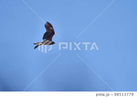 大空を舞うトンビ 98513779