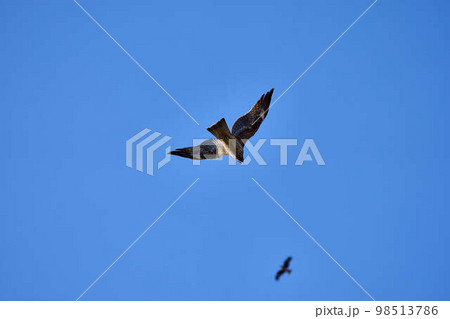 大空を舞うトンビ 98513786