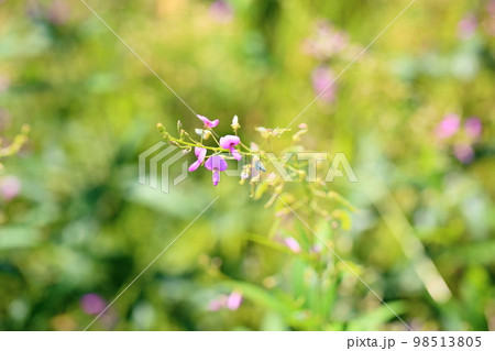 アレチヌスビトハギの花 98513805